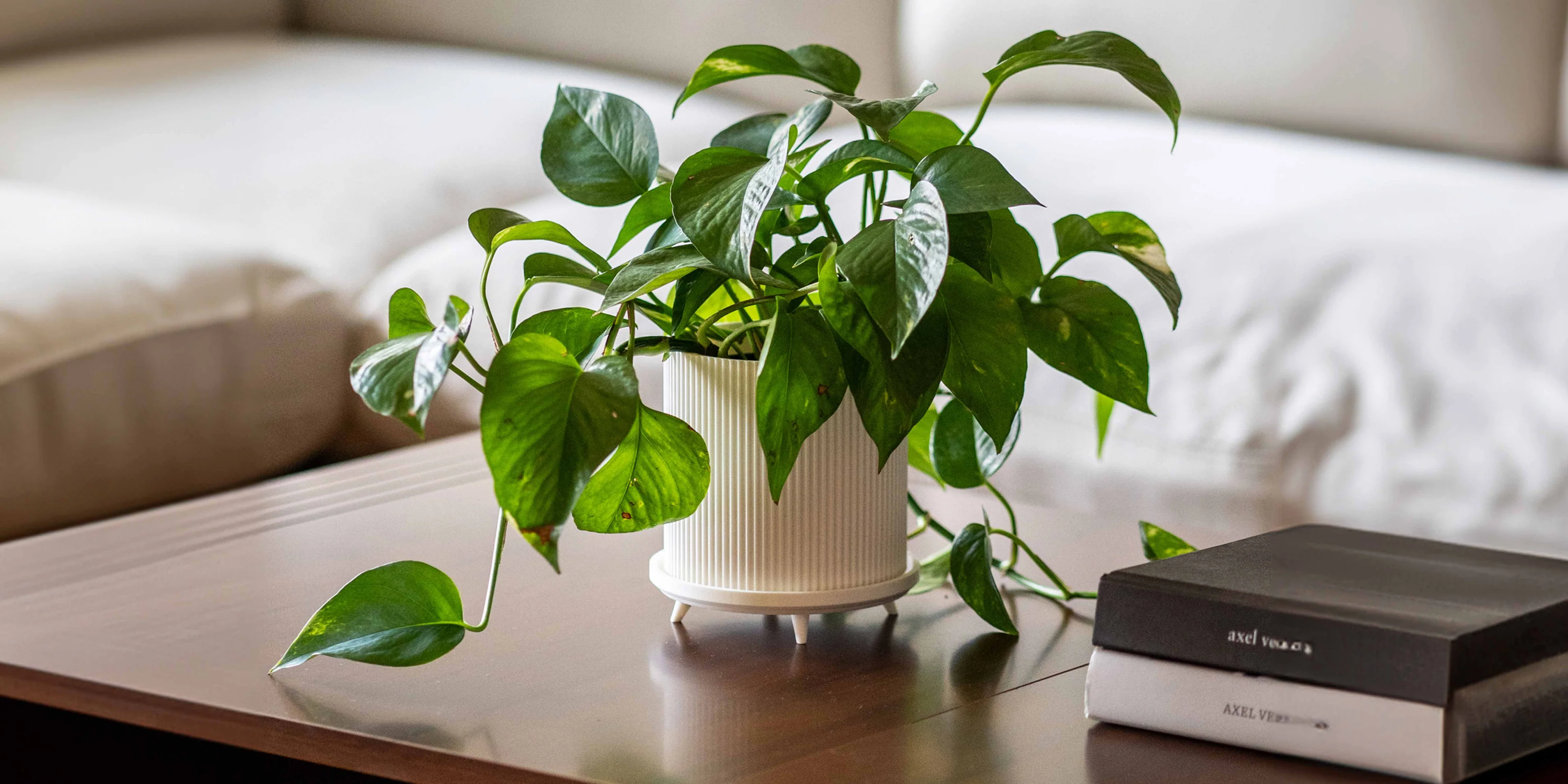 Elevate Your Space and Business